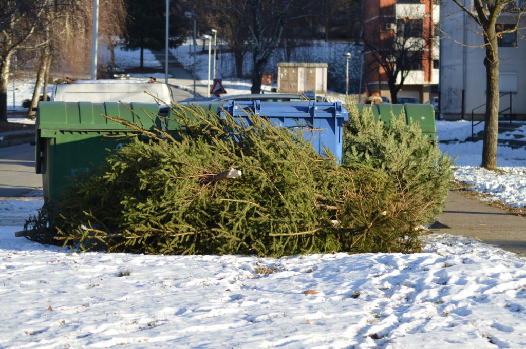 Odvoz isluženih božićnih drvaca u gradu 10. siječnja