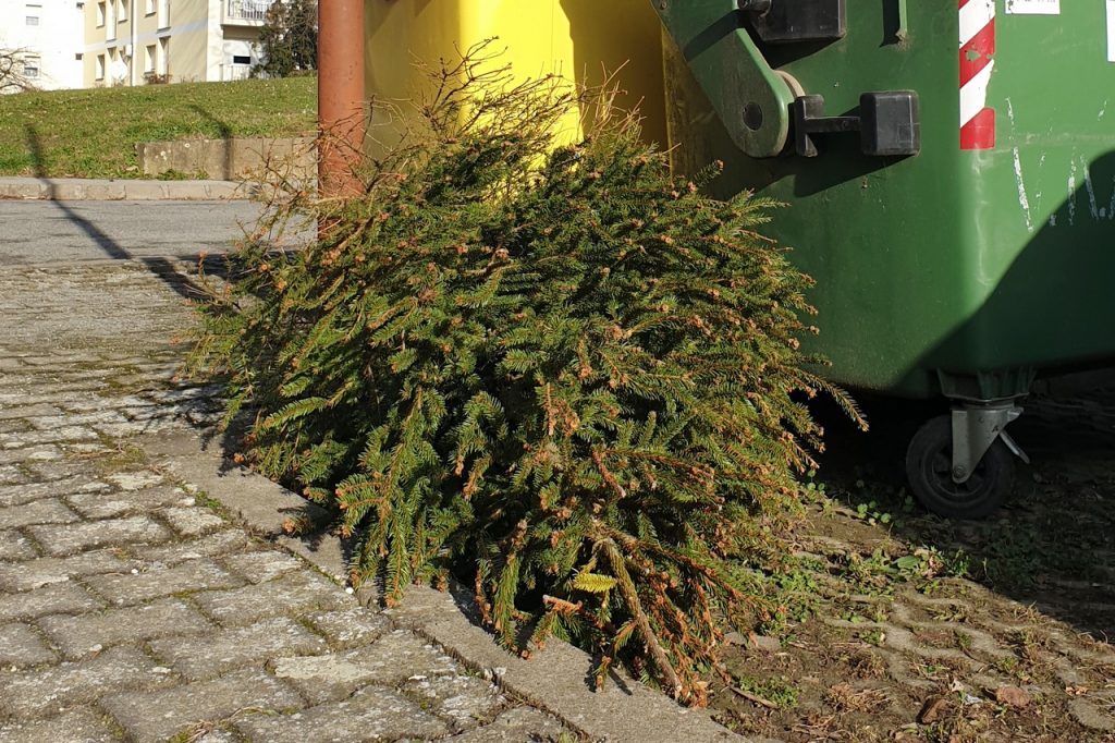 Odvoz isluženih božićnih drvaca 9. i 10. siječnja