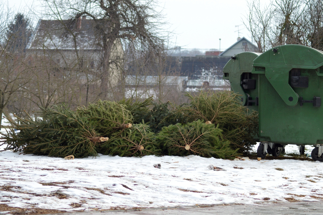 Počinje sakupljanje isluženih božićnih drvaca