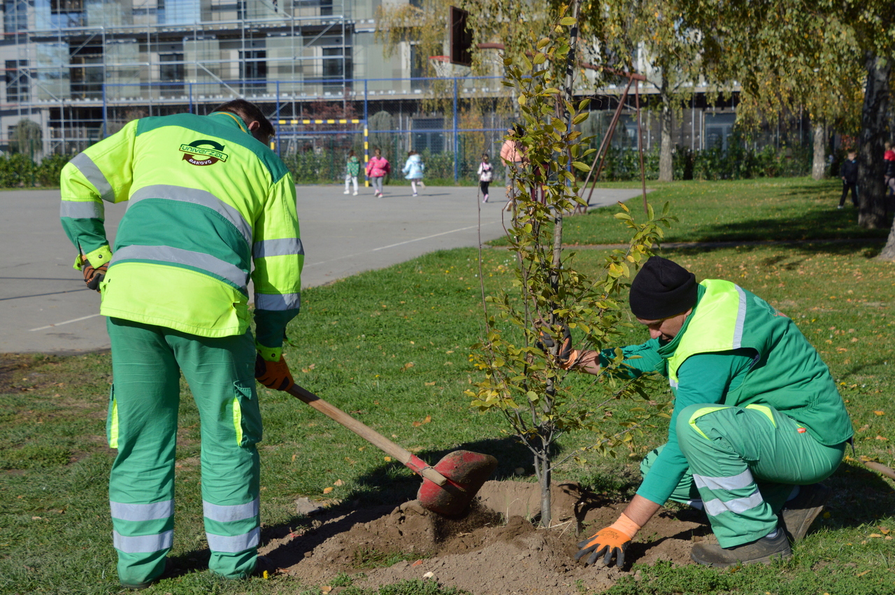 Novih 19 stabala graba na Hrvatskom sokolu